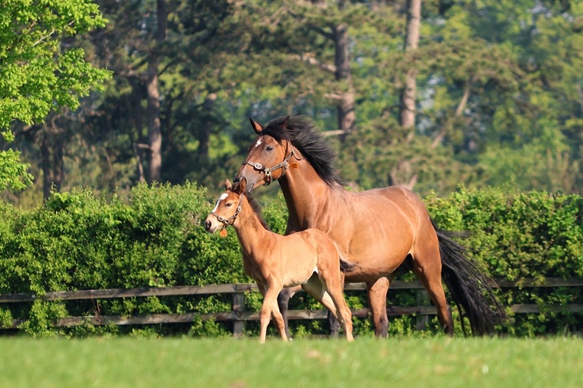 Mare & foal at the Irish National Stud, County Kildare, Ireland